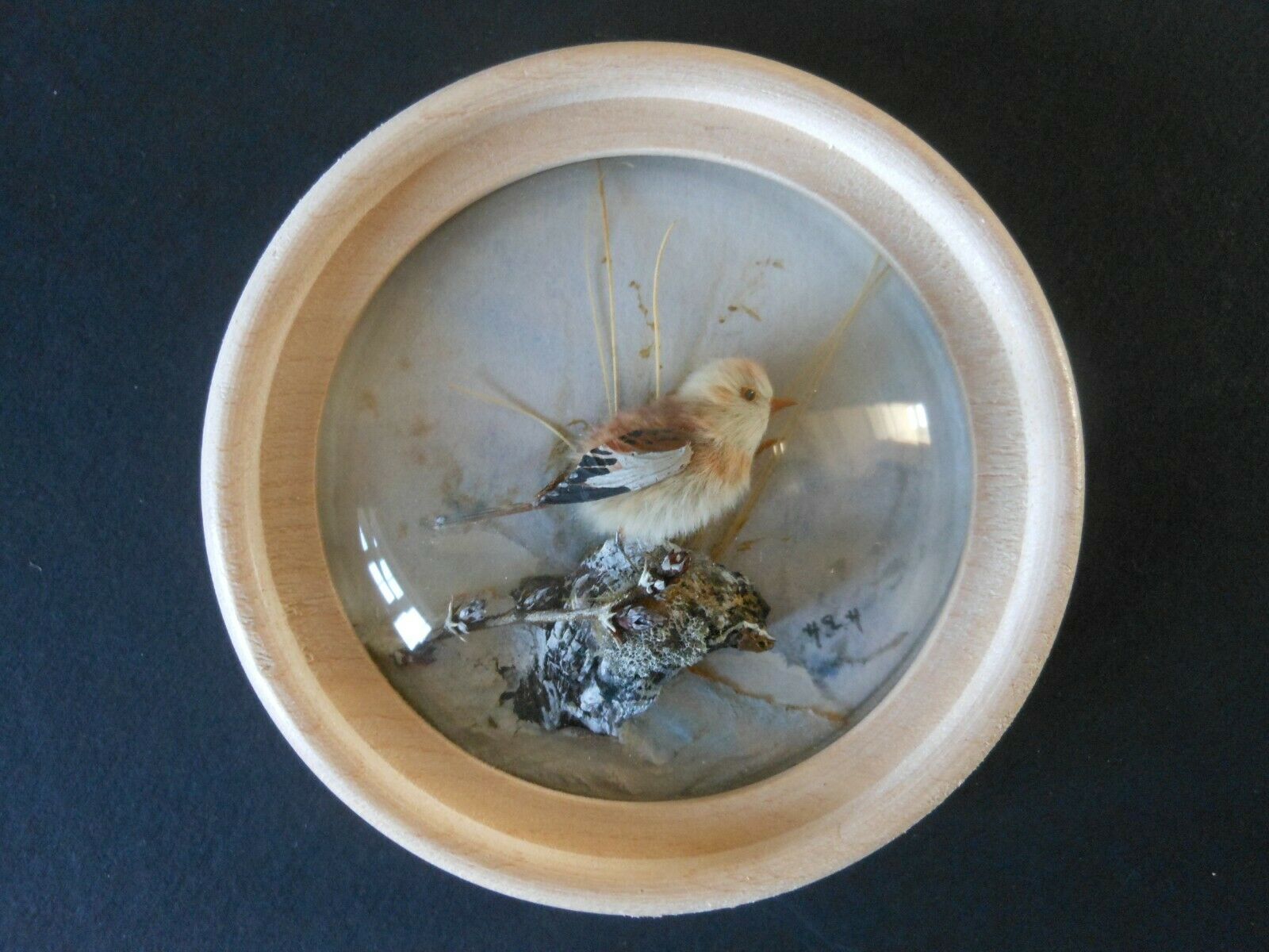 Snow Bunting